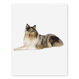 blue merle rough collie laying temporary tattoos