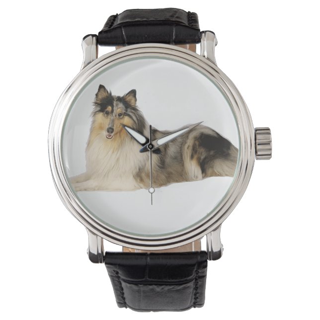 blue merle rough collie laying watch (Front)