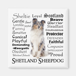 Blue Merle Sheltie Traits Magnet