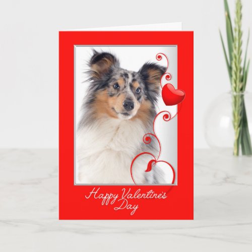 Blue Merle Sheltie Valentine Holiday Card