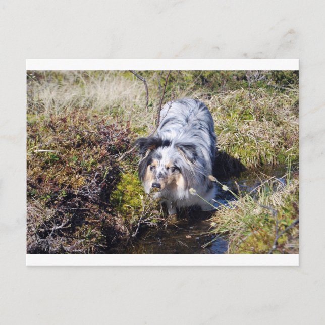 Blue Merle Shetland Sheepdog Postcard (Front)