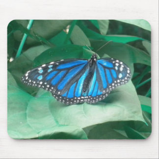 Blue Monarch Butterfly mouse pad