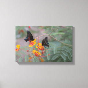 Blue Monarch Pair Butterfly's Photography Canvas Print