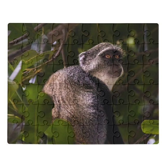Blue monkey, Zanzibar Jigsaw Puzzle (Puzzle Horizontal)