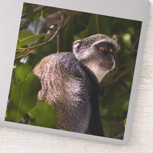 Blue monkey, Zanzibar Sticker (Detail)