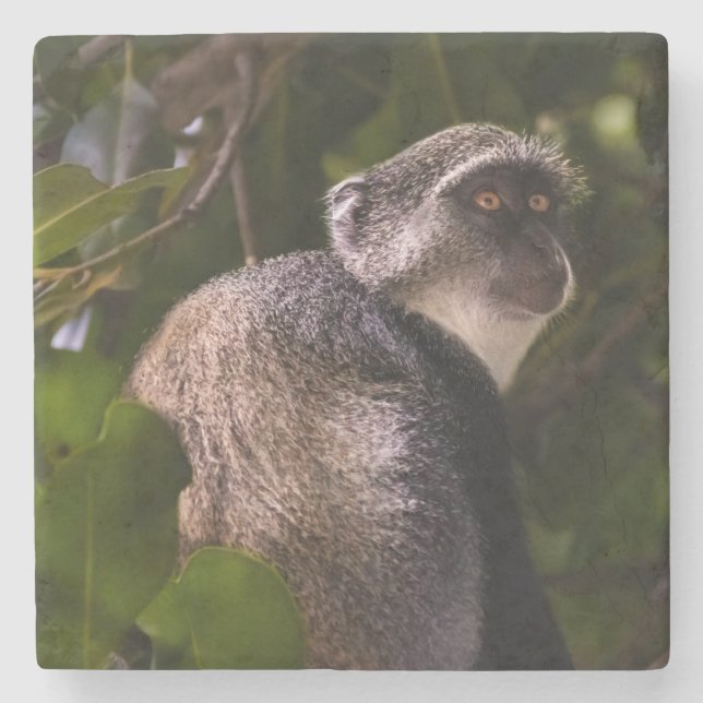 Blue monkey, Zanzibar Stone Coaster (Front)
