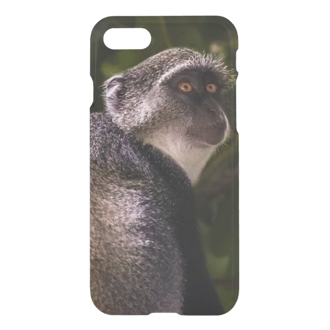 Blue monkey, Zanzibar Uncommon iPhone Case (Back)