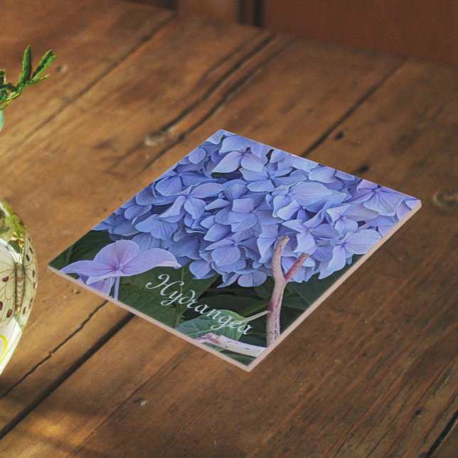 Blue Mophead Hydrangea Bloom Floral Ceramic Tile (In Situ)