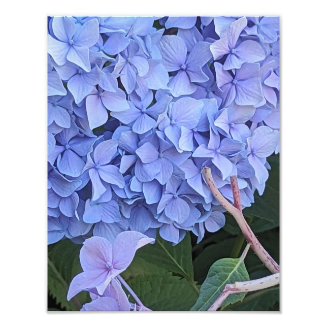 Blue Mophead Hydrangea Bloom Floral Photo Print (Front)
