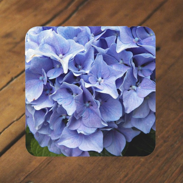 Blue Mophead Hydrangea Floral Beverage Coaster (In Situ)
