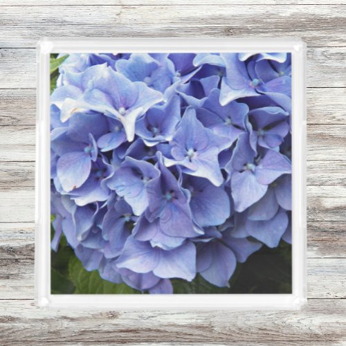 Blue Mophead Hydrangea Floral Photo Acrylic Tray