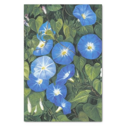 Blue Morning Glory by Marianne North Tissue Paper