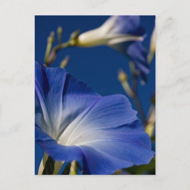 Blue Morning Glory Postcard (Front)