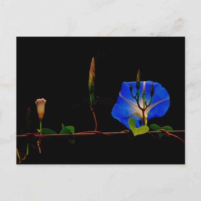 blue morning glory postcard (Front)