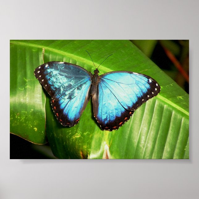 Blue Morph Butterfly Poster (Front)