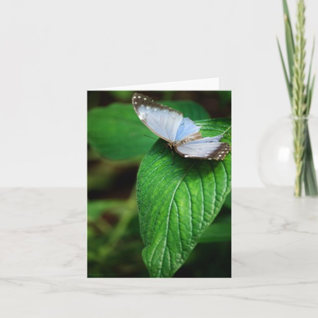 Blue Morpho 112 Card (Front)