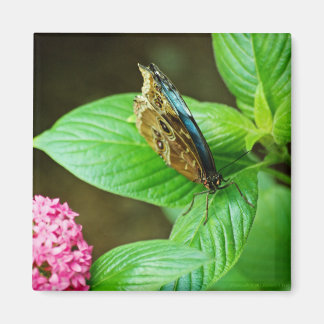 Blue Morpho 143 Magnet
