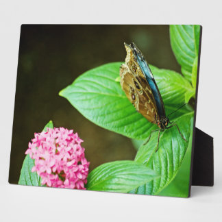 Blue Morpho 143  Plaque
