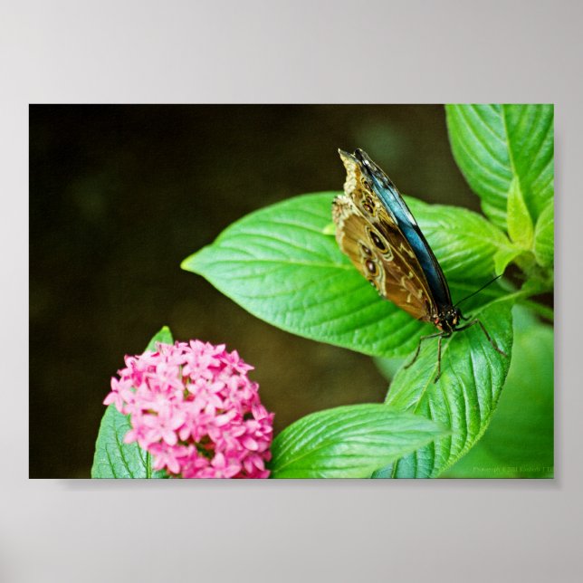 Blue Morpho 143 Print (Front)