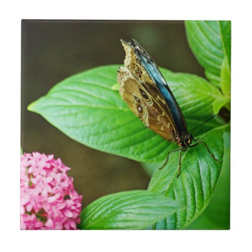 Blue Morpho 143 Tile