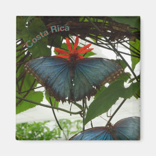 Blue Morpho Butterflies Cust. Magnet