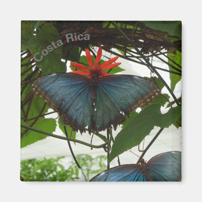 Blue Morpho Butterflies Cust. Magnet (Front)