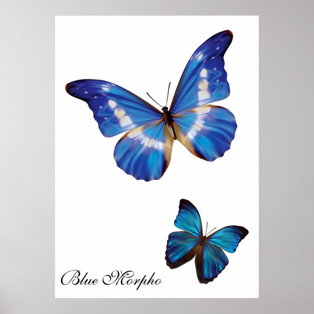 Blue Morpho Butterflies Poster (Front)