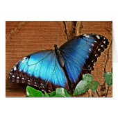 Blue Morpho - Butterfly (Front Horizontal)