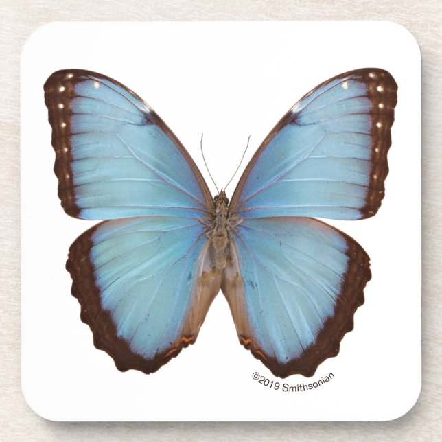 Blue Morpho Butterfly Beverage Coaster (Front)