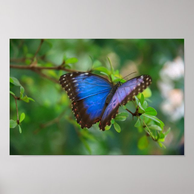 Blue Morpho Butterfly Canvas Print (Front)