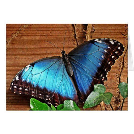Blue Morpho - Butterfly Cards (Front Horizontal)