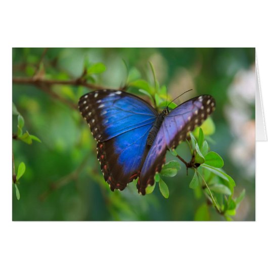 Blue Morpho Butterfly Cards (Front Horizontal)