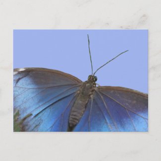 Blue Morpho Butterfly DIY Postcard