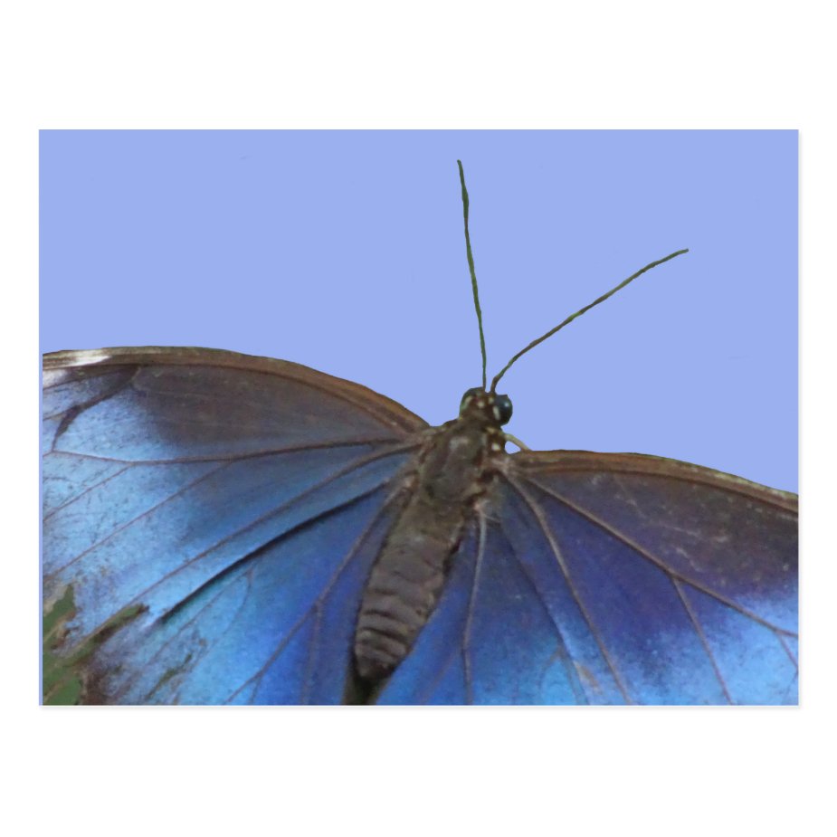 Blue Morpho Butterfly DIY Postcard