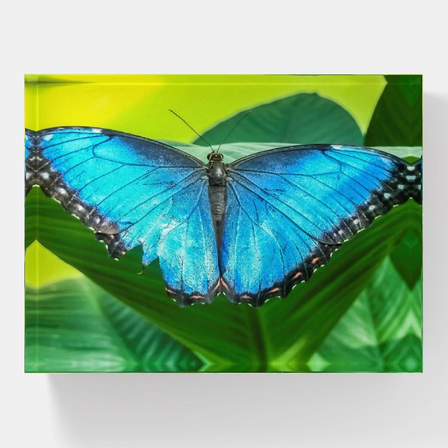 Blue Morpho Butterfly Floral Nature Art Paperweight (Front)