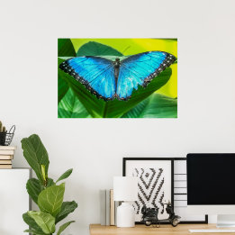 Blue Morpho Butterfly Floral Nature Art Poster