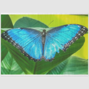 Blue Morpho Butterfly Floral Nature Art Tissue Paper