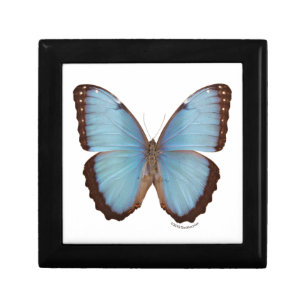 Blue Morpho Butterfly Gift Box