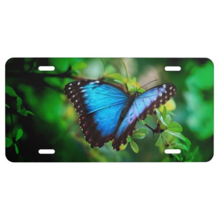 Blue Morpho Butterfly License Plate