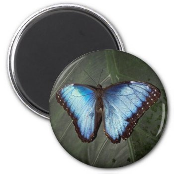 Blue Morpho Butterfly Magnet by erinphotodesign at Zazzle
