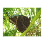 Blue Morpho Butterfly Nature Photography Canvas Print