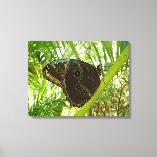 Blue Morpho Butterfly Nature Photography Canvas Print