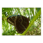 Blue Morpho Butterfly Nature Photography Cards