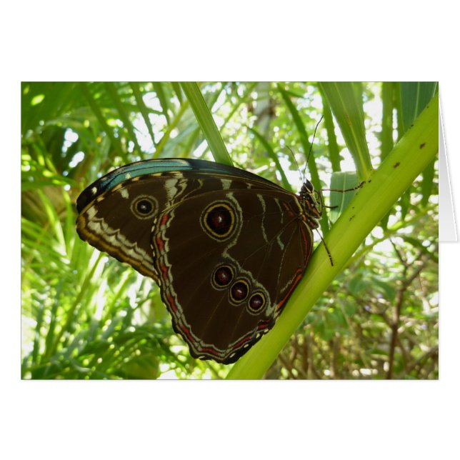 Blue Morpho Butterfly Nature Photography Cards (Front Horizontal)