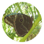 Blue Morpho Butterfly Nature Photography Classic Round Sticker