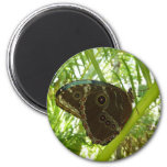 Blue Morpho Butterfly Nature Photography Magnet