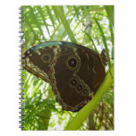 Blue Morpho Butterfly Nature Photography Notebook