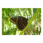 Blue Morpho Butterfly Nature Photography Photo Print