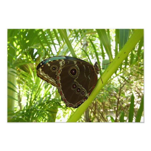 Blue Morpho Butterfly Nature Photography Photo Print (Front)