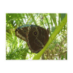 Blue Morpho Butterfly Nature Photography Postcard